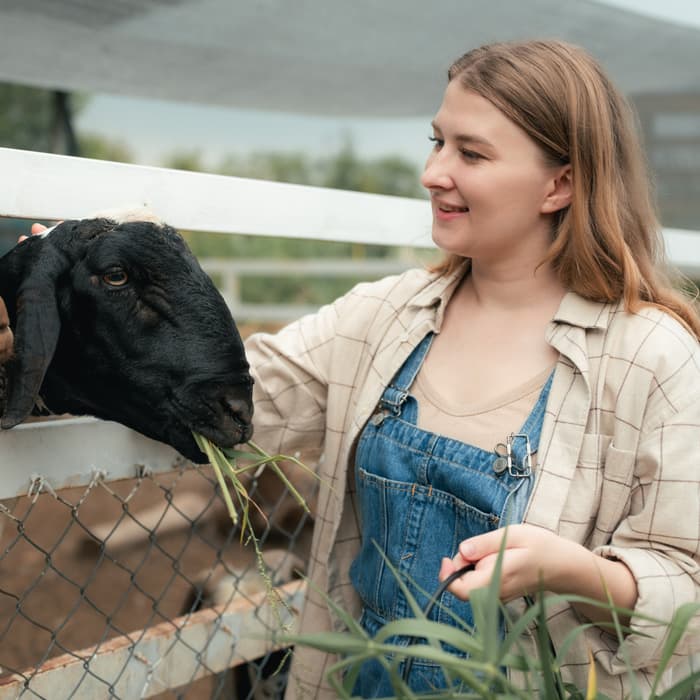 Zoopsycholog karmi kozę  