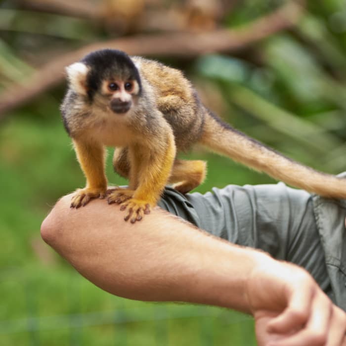 Małpka na ramieniu zoopsychologa