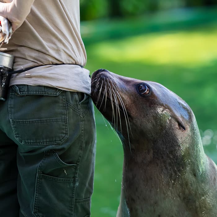 Zoopsycholog w trakcie prowadzenia zajęć z foką